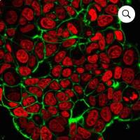 麦胚凝集素, CF640R conjugate 29026