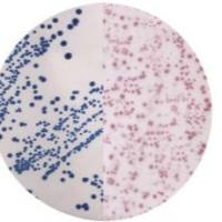 大肠杆菌显色培养基