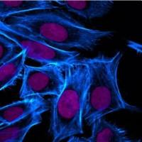 phalloidin, CF543 00043-T