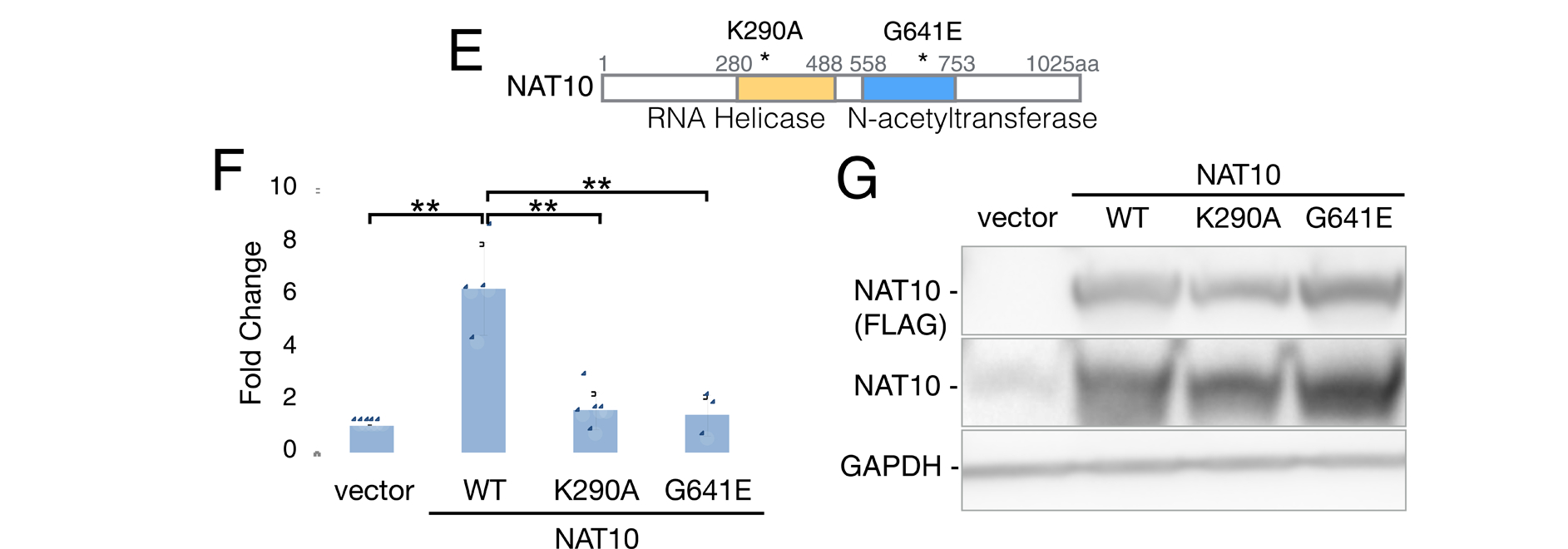 nat10对hiv-1病毒转录本的影响为了研究nat10介导的ac4c修饰在哪一个