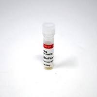 MitoView™ Green dyes are 活细胞的荧光线粒体染色,20 x 50ug 70054