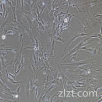 BJ 人皮肤成纤维细胞