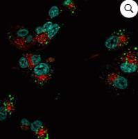 Human Transferrin, CF640R conjugate 00085