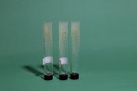 白色念珠菌[ATCC10231][白假丝酵母] 斜面 专业生产标准质控菌株
