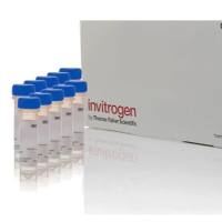 M36008,™ Red 线粒体超氧化物指示剂,用于活细胞成像