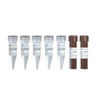 支持引物探针全预混的高灵敏qPCR预混液 Animal Detection U+ Probe