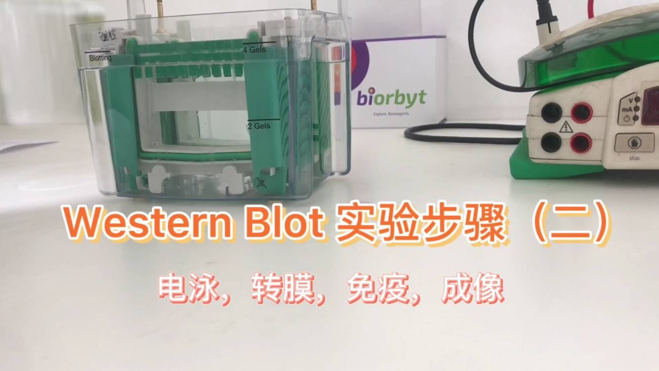 干货分享：一文轻松学会 WB 实验（附视频）