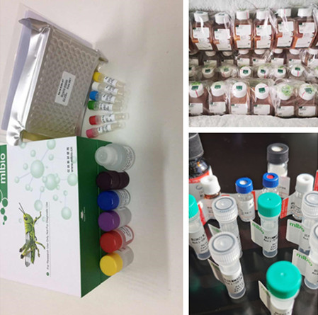 上海机纯实业实验中检测抗体的操作方法