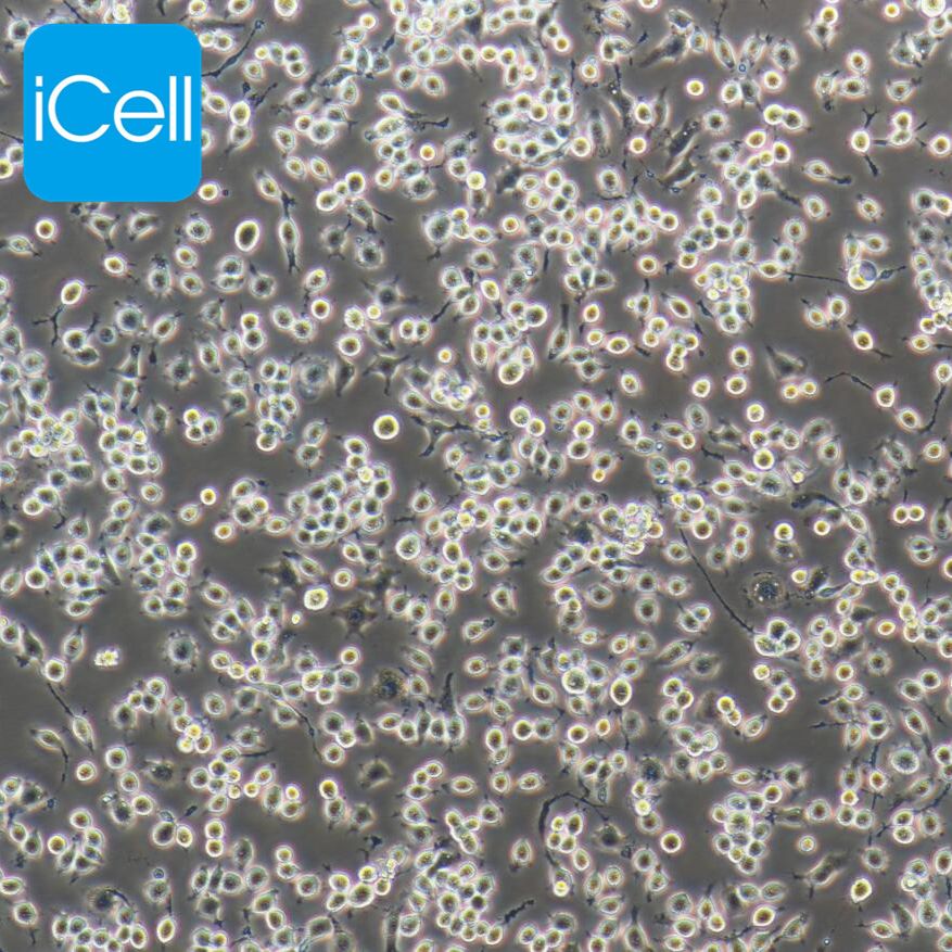 J774A.1 小鼠单核巨噬细胞/种属鉴定/镜像绮点（Cellverse）