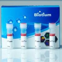 Annexin V CF488A Dye Conjugates, Azide-Free, Lyophilized 29005R-5ug