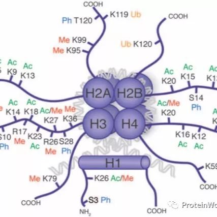 蛋白复合体成员鉴定（Co-IP-MS/MS）