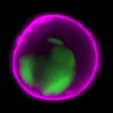 Annexin V, CF 555 conjugate 29004