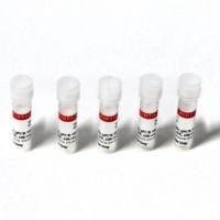 Fast Probe Master Mix with Rox (500 rxn) 31016-1