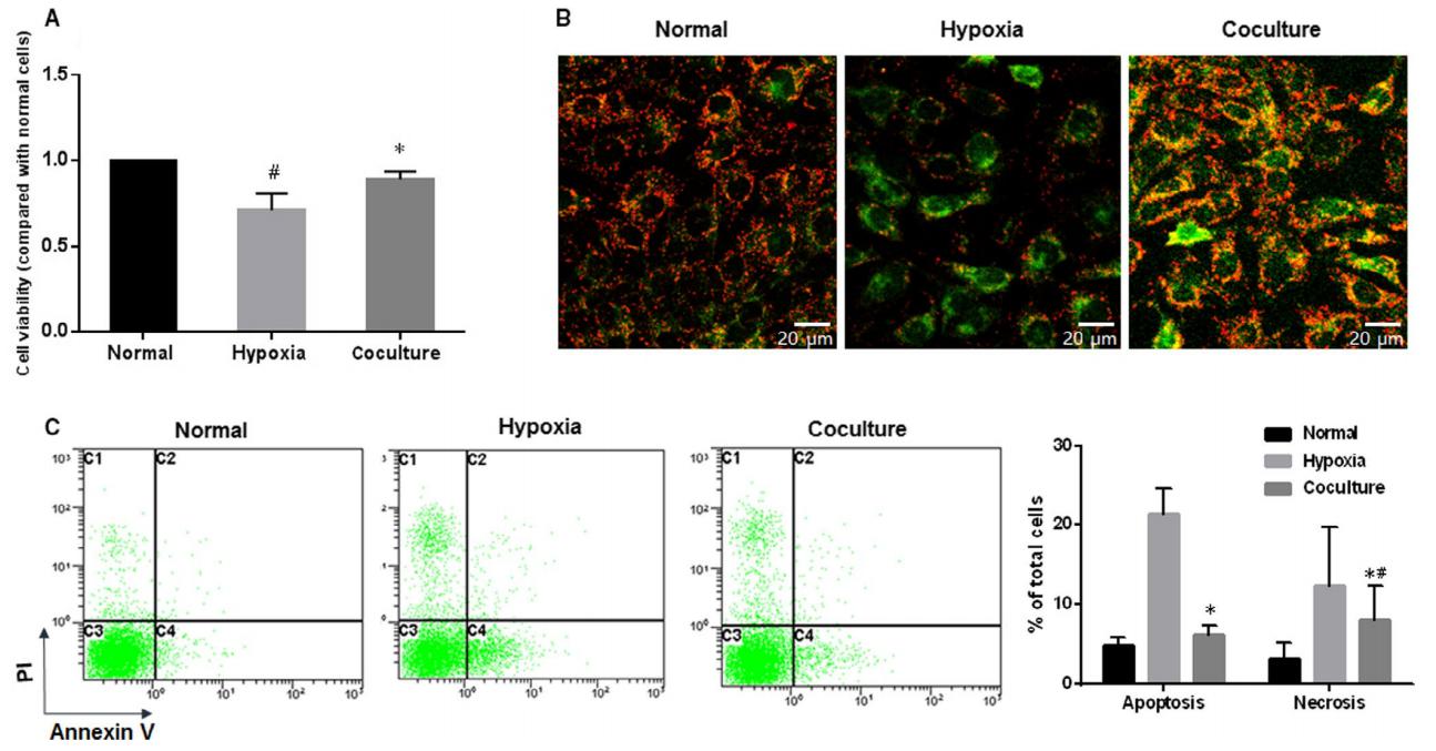 低氧/厌氧产品案例——骨髓间充质干细胞研究