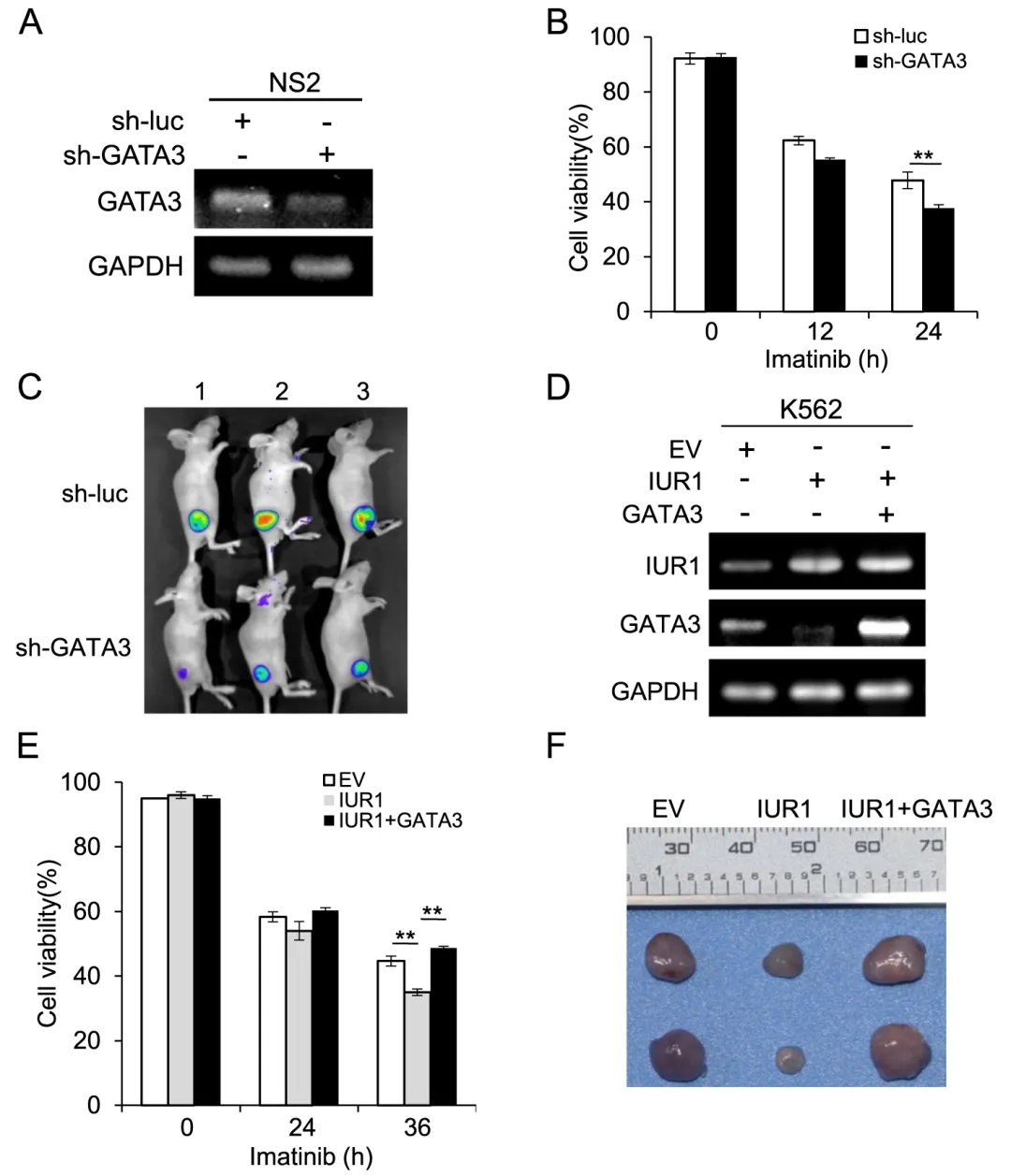 lncRNA新研究进展盘点（20220110）