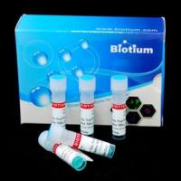 Forget-Me-Not™ EvaGreen® qPCR Master Mix (Low ROX