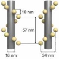 GATTA 金纳米螺旋标尺