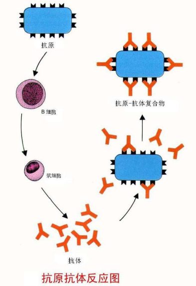 了解抗原抗体反应相关知识合集