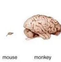 小鼠大脑中动脉栓塞(MCAO)模型