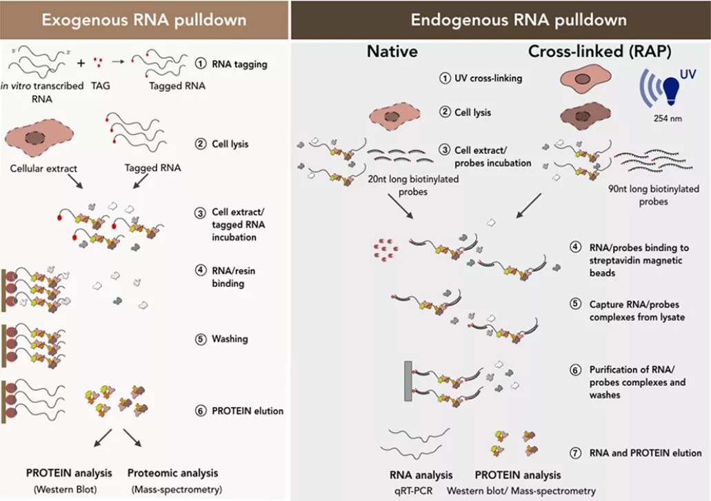 蛋白核酸互作（RNA pull down实验）解析说明
