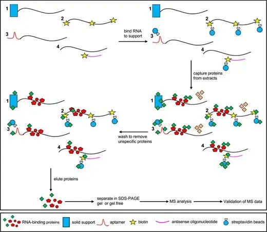 蛋白核酸互作（RNA pull down实验）解析说明