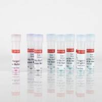 Forget-Me-Not™ EvaGreen® qPCR Master Mix with ROX (2000 reactions) 31042-20mL