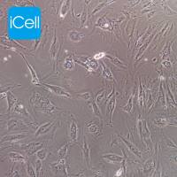 A7R5 | A7R5细胞 | A7R5细胞 | A7R5大鼠胸大动脉平滑肌细胞 | 种属鉴定