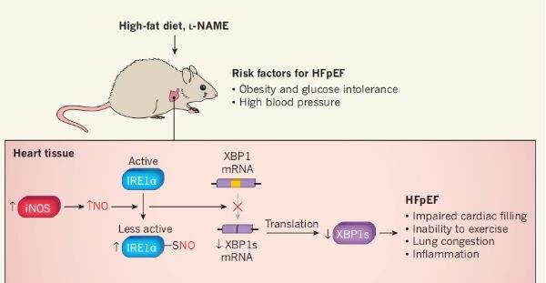 心力衰竭（HF）动物模型 / 心脑血管模型