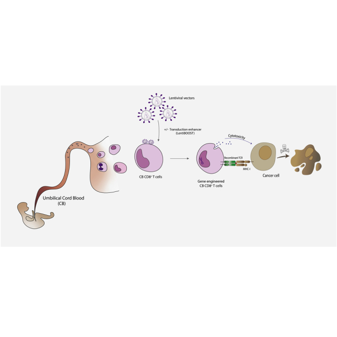 用于癌症治疗的基因修饰脐带血CD8+ T细胞慢病毒高效转导方法
