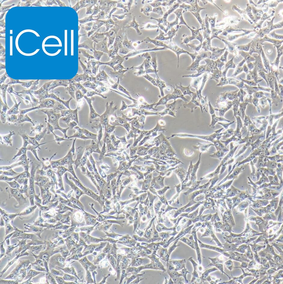 HEPA1-6+luc 小鼠肝癌细胞荧光素酶标记/STR鉴定