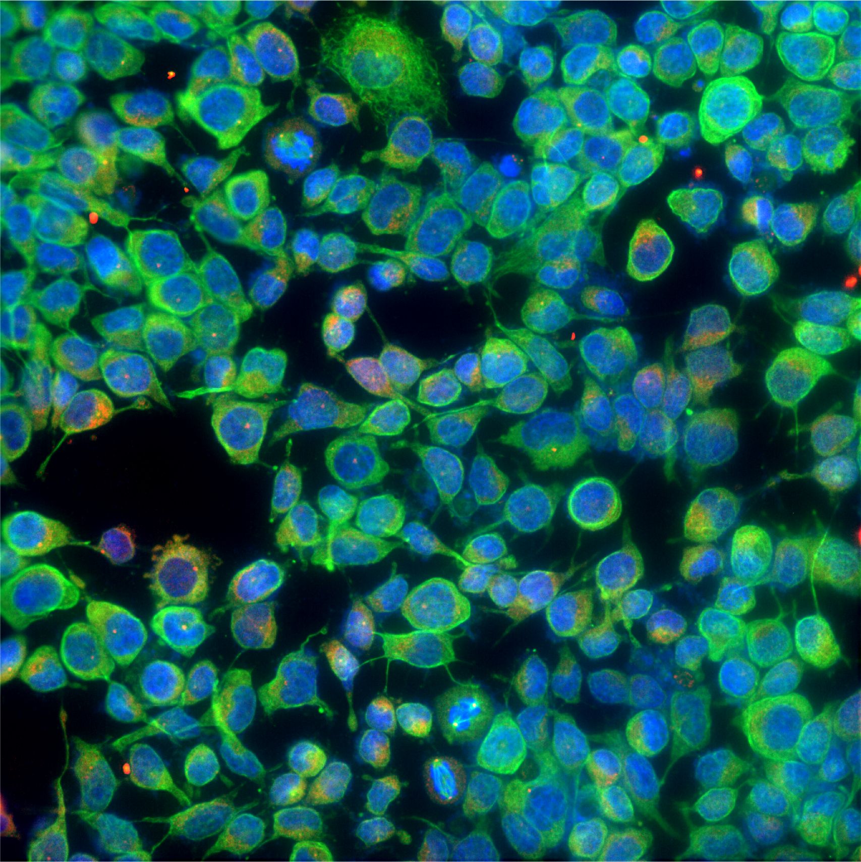 实验技术-细胞免疫荧光
