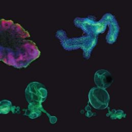 中性蛋白酶IIDispase II