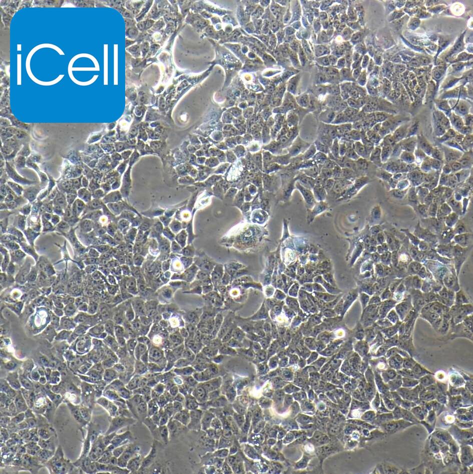 HaCat+luc 人永生化表皮细胞荧光素酶标记/STR鉴定