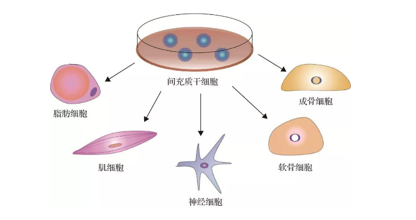 科学家们通过研究成功利用诱导多能干细胞衍生出睾丸间质细胞。