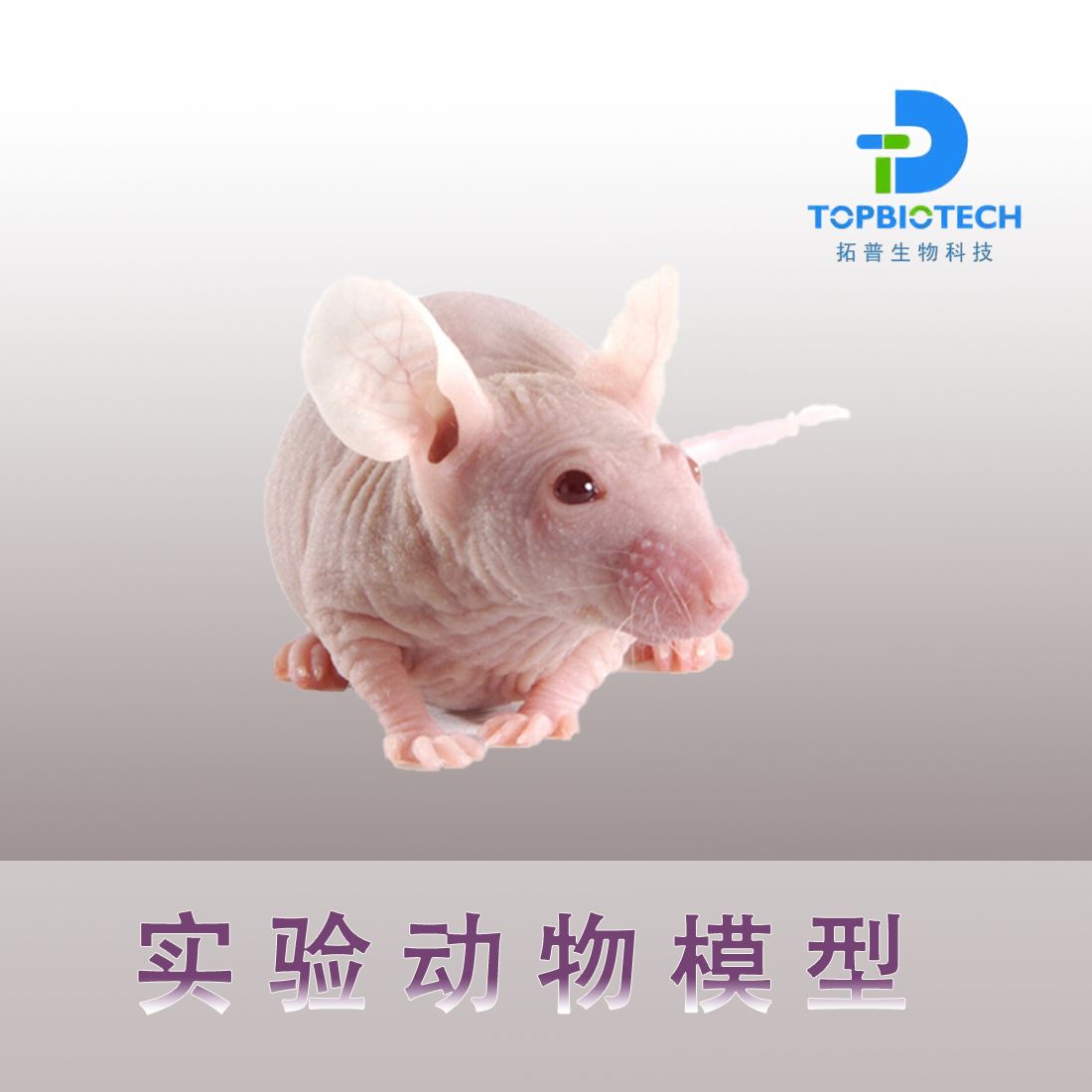 IgA肾病模型_大鼠实验动物模型