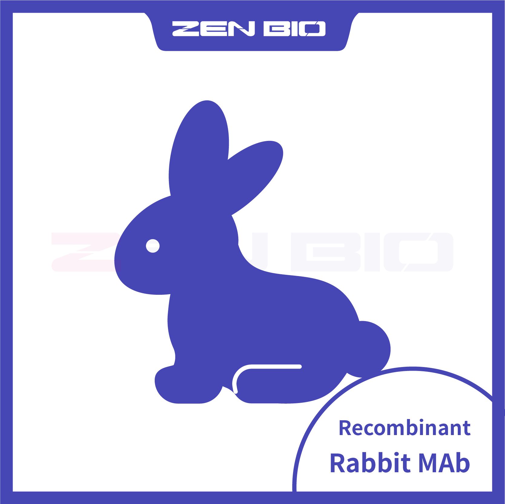 YB1 Rabbit mAb