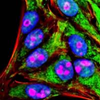 CF®430 酪酰胺 96053