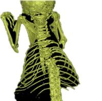 小动物micro ct检测