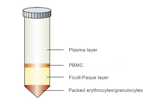 Ficoll密度梯度离心法提取PBMC原理及注意事项