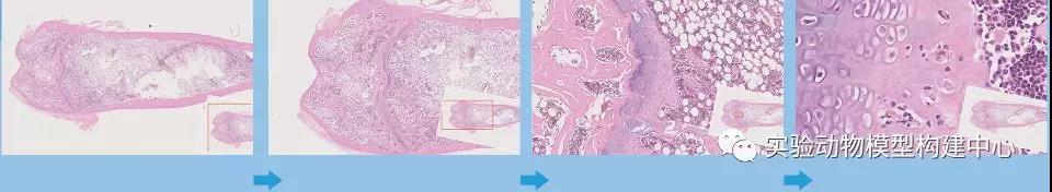 切片数字拍照扫描服务