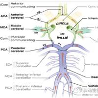 血管性痴呆病模型的构建