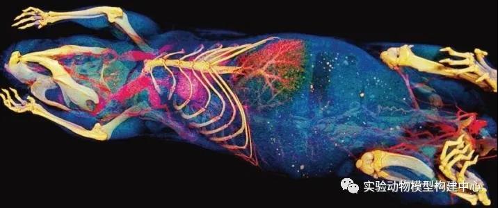 小动物活体成像技术