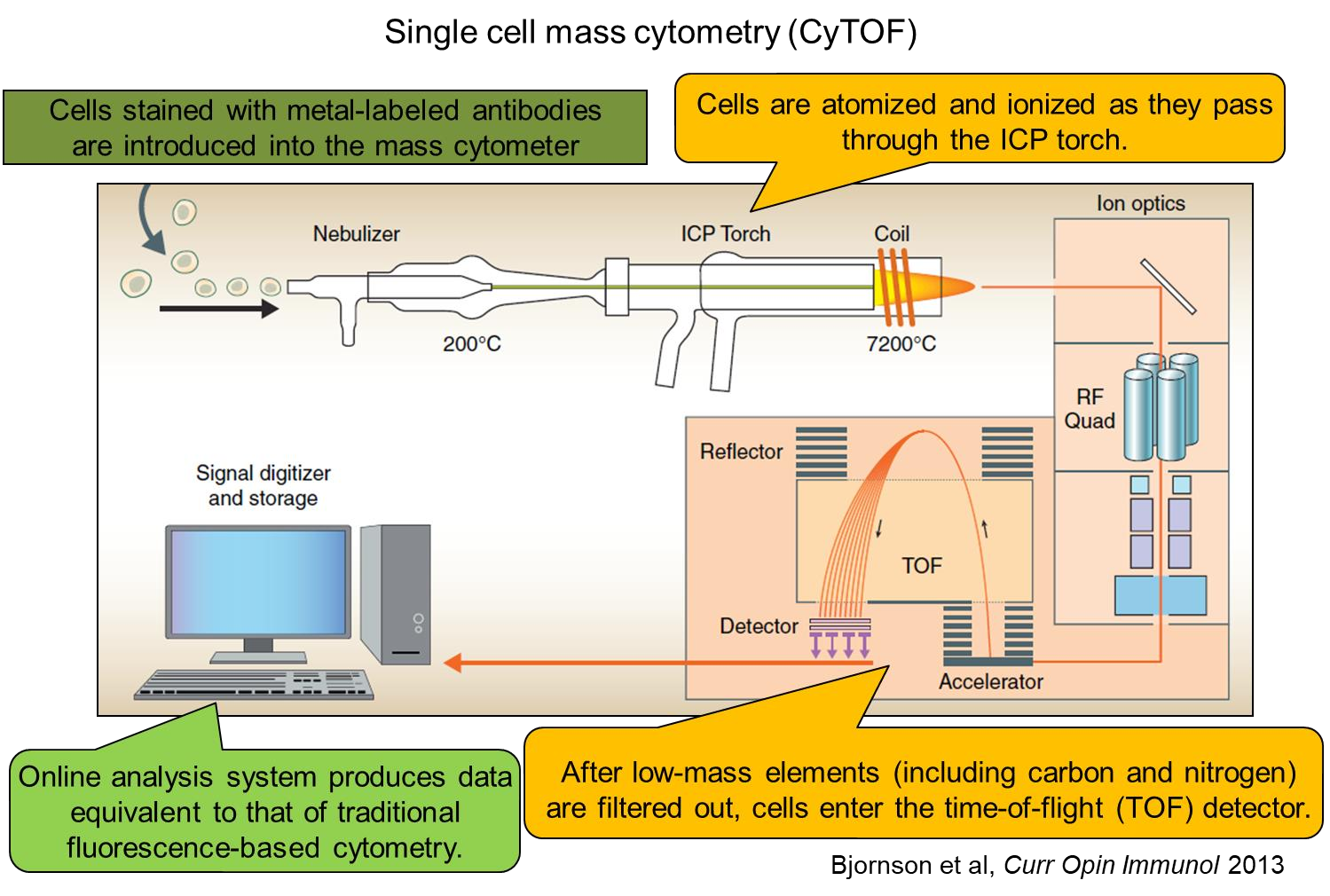 Akron IL-2细胞因子和药用Proleukin的功能对比分析