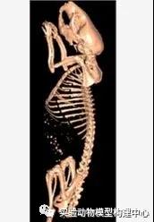 小动物活体成像技术