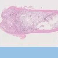 切片数字拍照扫描服务