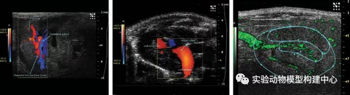 Vevo® 2100 超声成像系统