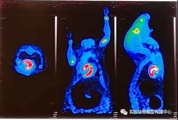 大小鼠心梗模型(MI)