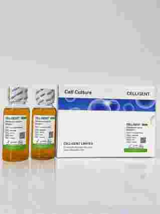 CELLiGENT Fetal Bovine Serum Standard/标准胎牛血清CG0430B
