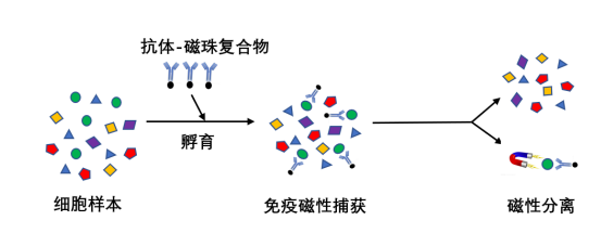 人CD3+T淋巴细胞阳性分选原理及注意事项