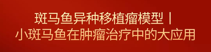 斑马鱼异种移植瘤模型丨小斑马鱼在肿瘤治疗中的大应用